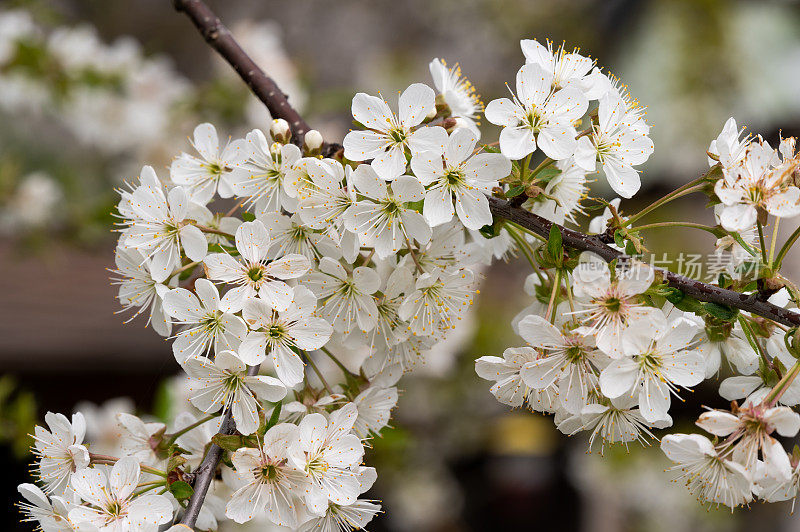 酸樱桃(Prunus cerasus)树在花园里开花